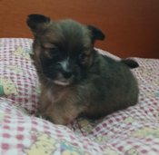 PomeranianChihuahua