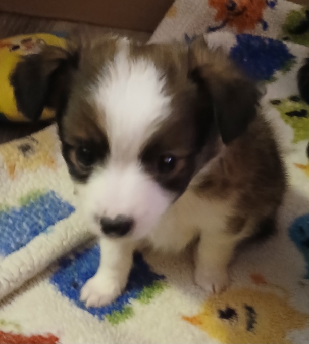 PomeranianChihuahua