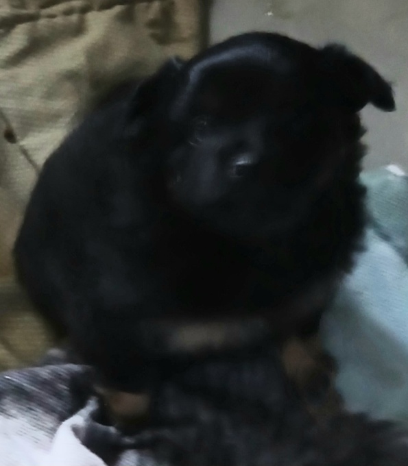 PomeranianChihuahua