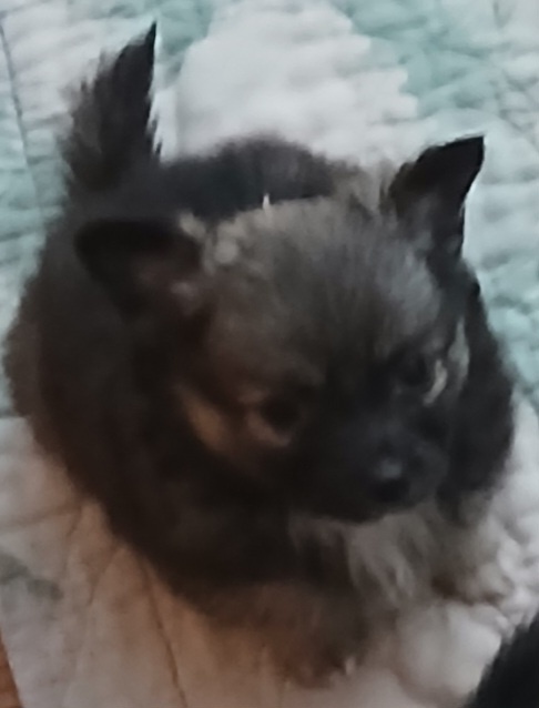 PomeranianChihuahua