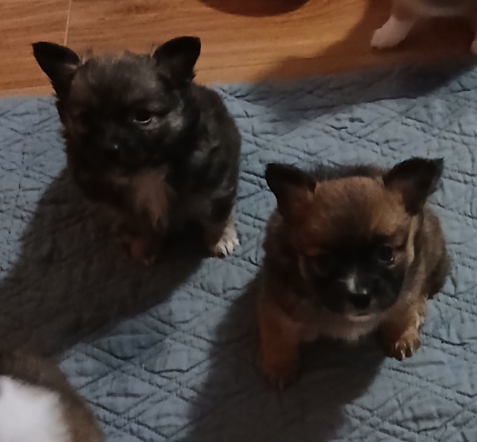 PomeranianChihuahua