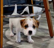 Parson Russell Terrier