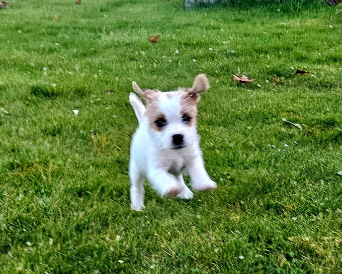 Parson Russell Terrier