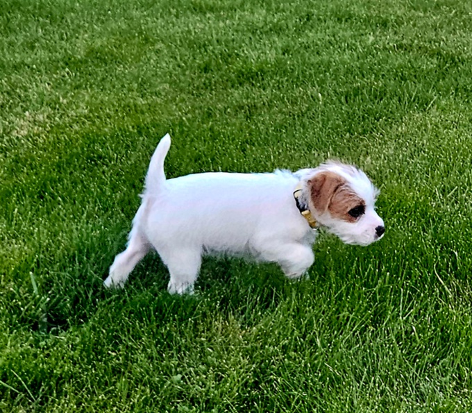 Parson Russell Terrier