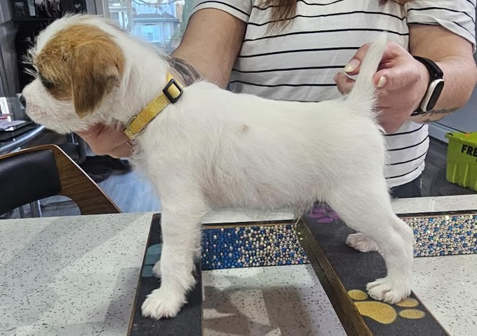 Parson Russell Terrier