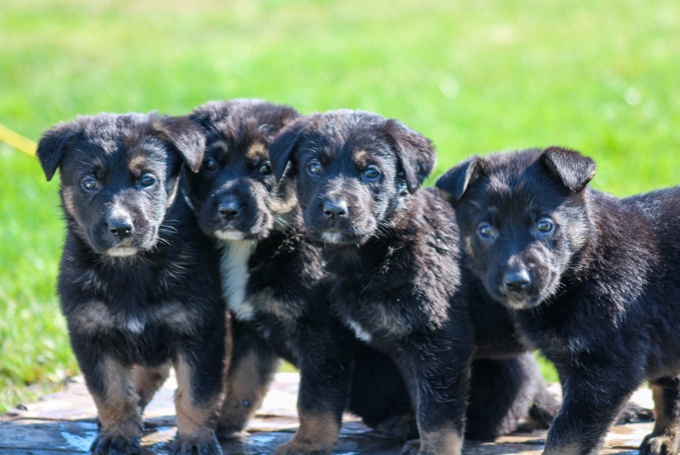 German shepherd/Bernese Mt