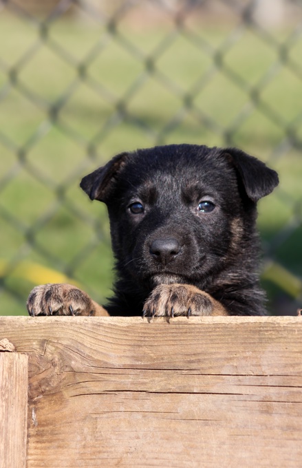 German shepherd/Bernese Mt