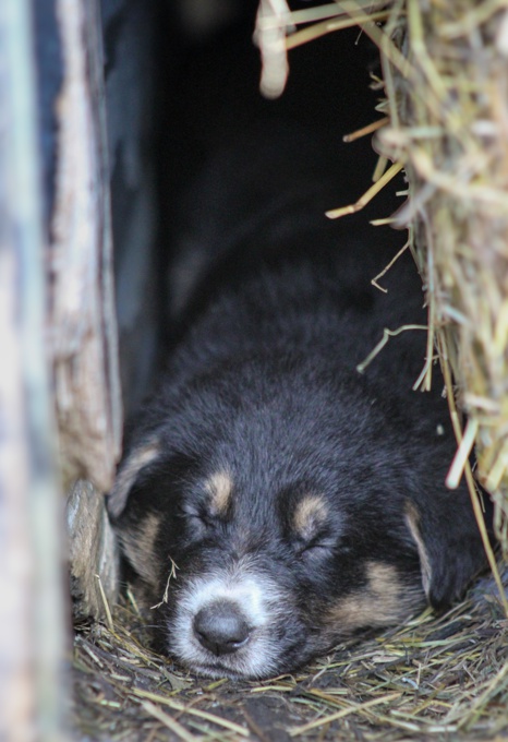 German shepherd/Bernese Mt
