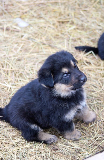 German shepherd/Bernese Mt