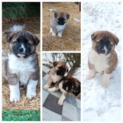 American akita cross