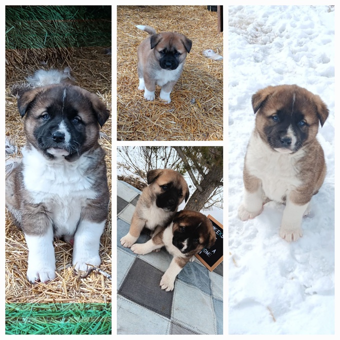 American akita cross