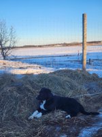 Border collie great pyrenees cross