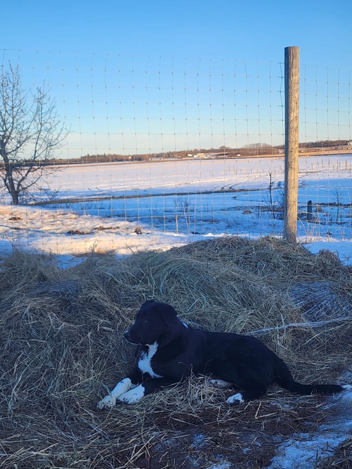 Border collie great pyrenees cross