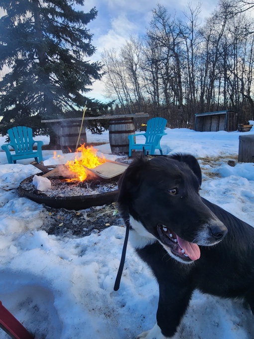 Border collie great pyrenees cross