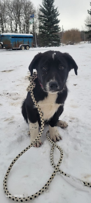 Border collie great pyrenees cross
