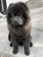 Chow chow