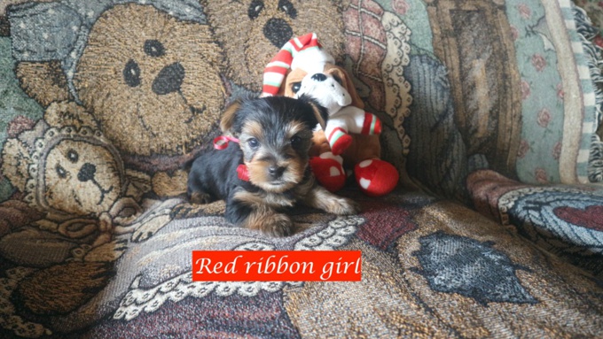 Yorkie