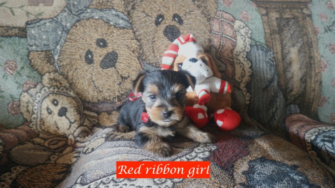 Yorkie