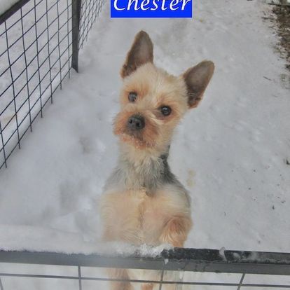Yorkie