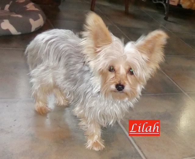 Yorkie