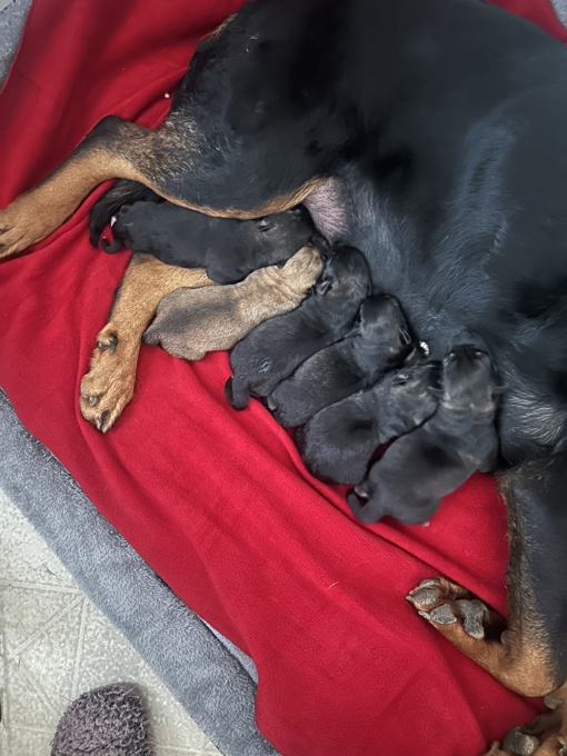 Rottweiler X Maremma