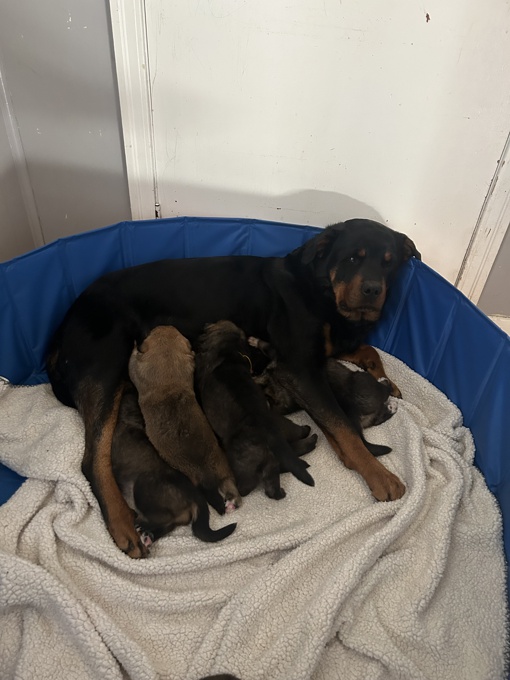 Rottweiler X Maremma