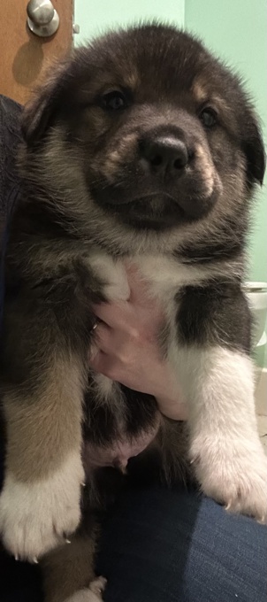 Rottweiler X Maremma