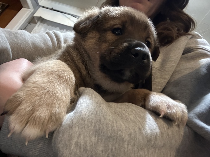 Rottweiler X Maremma