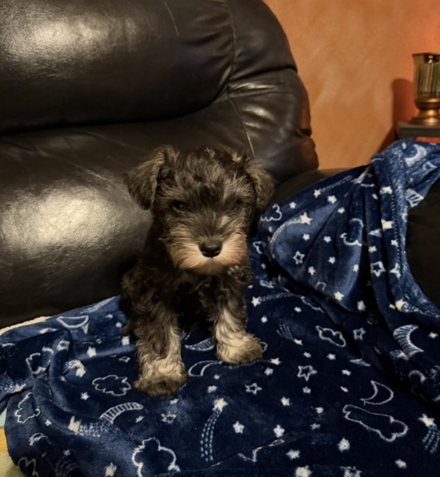 Minature Schnauzer