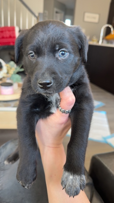 Blue healer lab mix