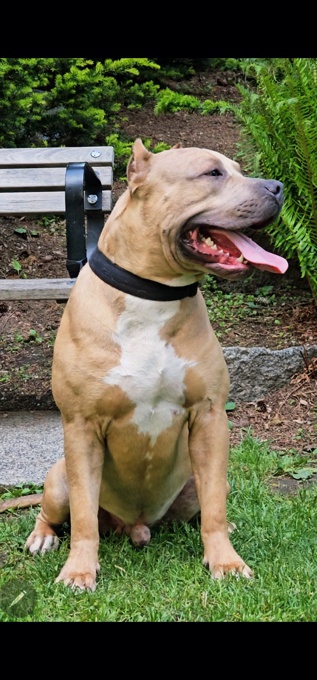 American bully