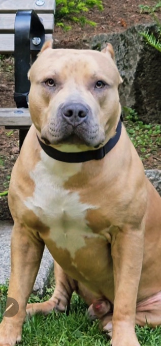 American bully