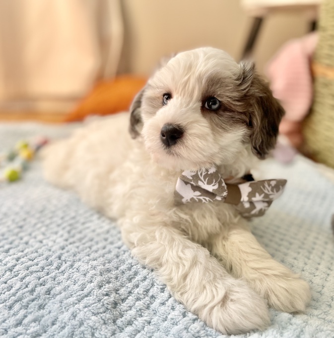 HavaPoo (Havanese & Poodle)