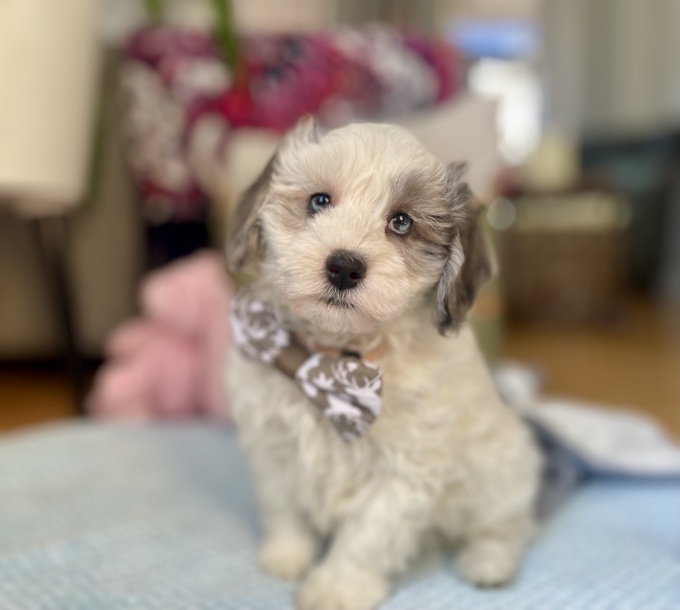 HavaPoo (Havanese & Poodle)