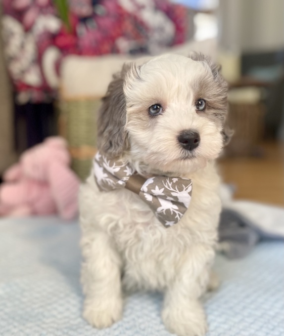 HavaPoo (Havanese & Poodle)
