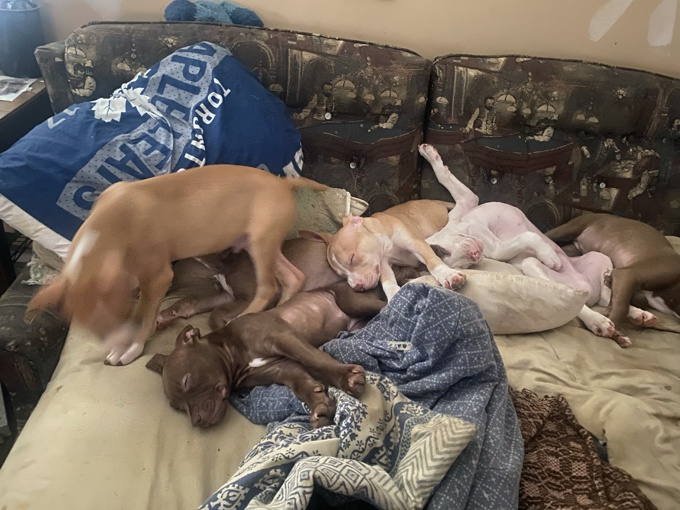 Mix (mastiff) call for more info