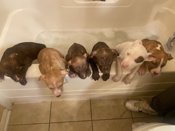 Mix (mastiff) call for more info