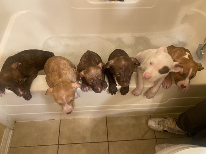 Mix (mastiff) call for more info