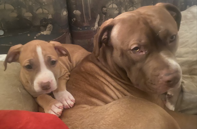 Mix (mastiff) call for more info