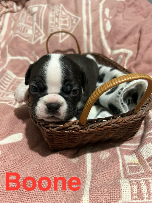 Boston Terrier/Pug