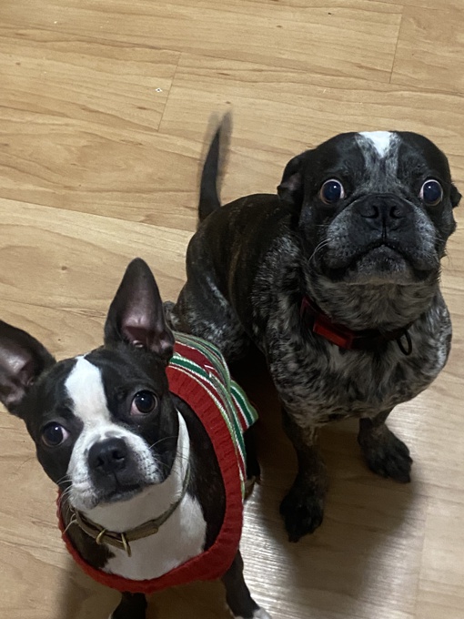 Boston Terrier/Pug