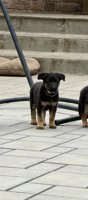 German Sheppard
