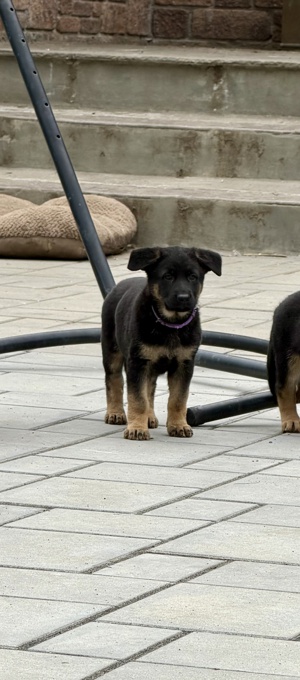 German Sheppard