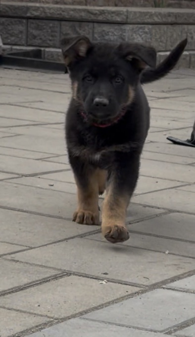 German Sheppard