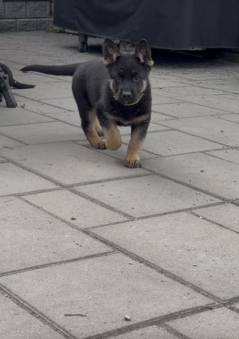 German Sheppard