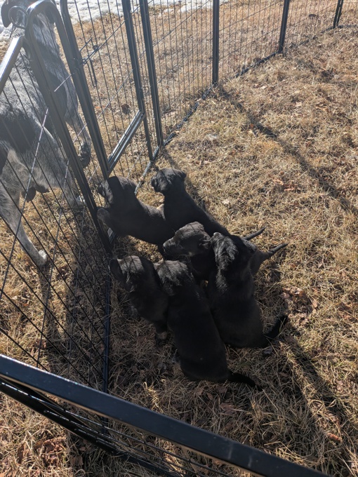 Purebred German Shepherd x Borador