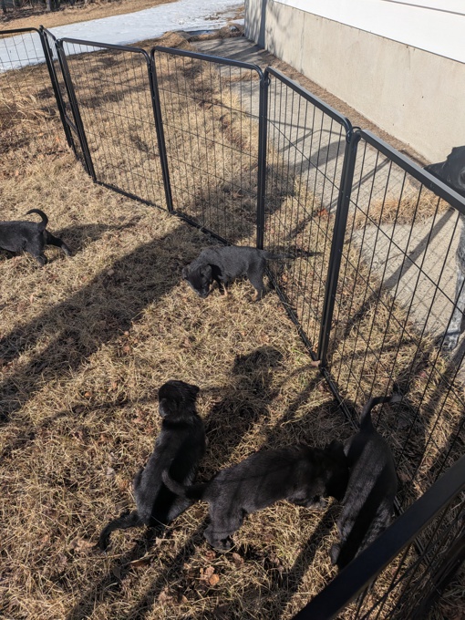 Purebred German Shepherd x Borador