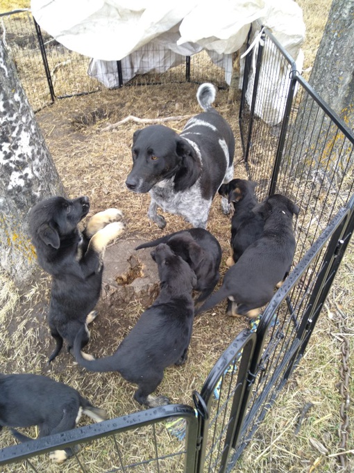 Purebred German Shepherd x Borador