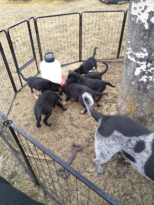 Purebred German Shepherd x Borador