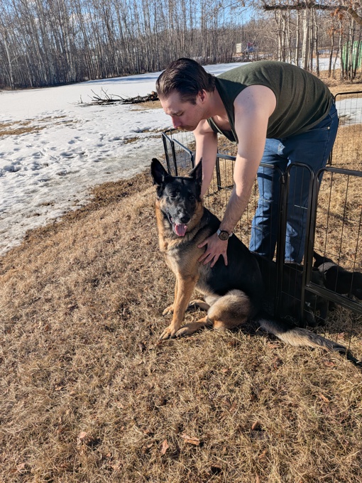 Purebred German Shepherd x Borador